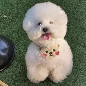 Cute brown bear embroidery knitted bib pet saliva towel on white bichon dog