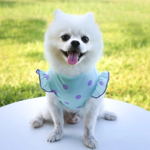 Gilet bleu pour animaux à pois violets et manches volantées sur un chiot Loulou
