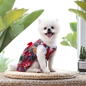 Gros plan d'un loulou de Poméranie portant une robe d'été rouge à motif ananas et nœud