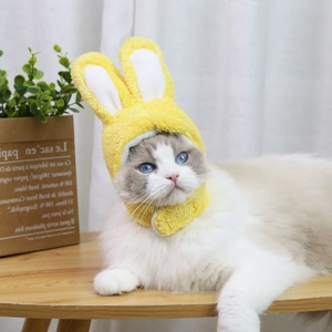 Dettaglio cappello da coniglio giallo in peluche indossato da un gatto ragdoll dagli occhi blu
