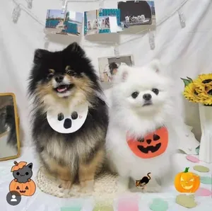 Detail view of Halloween pet bibs featuring pumpkin and ghost patterns on a Pomeranian