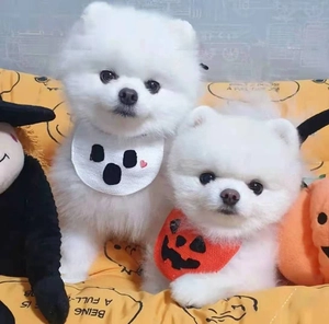 Close-up of Halloween pumpkin and ghost pet bib set on two small white Pomeranian dogs