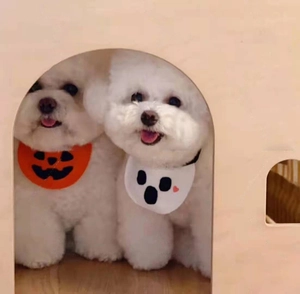 Detail of Halloween pet bibs featuring pumpkin and ghost patterns on white bichon dogs