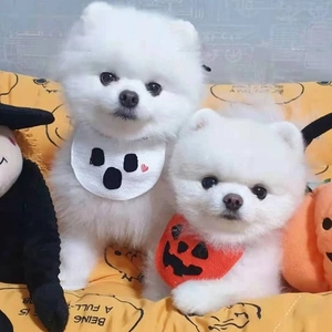 Halloween pet bib set featuring ghost and pumpkin designs for small dogs and cats
