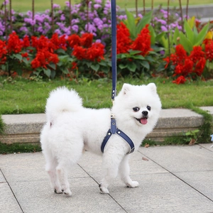 Navy blue leather dog harness and leash set with gold metal buckles on a white Pomeranian