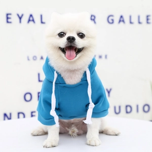 Close-up of blue dog hoodie with white drawstring on a small white fluffy pet