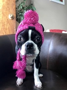 Hot pink knitted dog hat with pom poms for French Bulldog and cat winter warmth