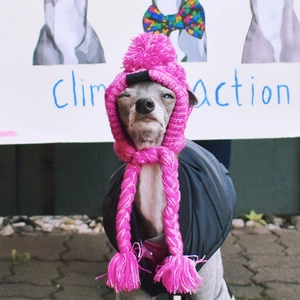 Detail of pink knitted pet hat with ear flaps and pompom on a French Bulldog