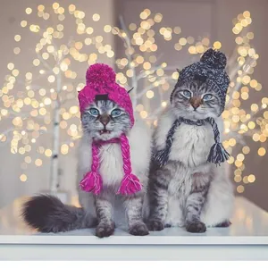Detail of warm knitted pet hats with pom-poms and ear flaps for cats and small dogs
