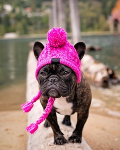 Close-up of bright pink knitted dog hat with pompom and tassels on a French Bulldog