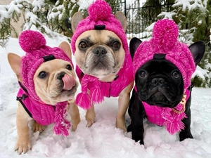 Three French Bulldogs in hot pink winter sets including hats and vests on snow