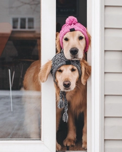 Detail of warm knitted pet hats with pom-poms on golden retrievers for winter