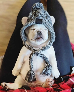Detail of grey knitted pet hat with pom-pom and braided tassels on a French Bulldog puppy