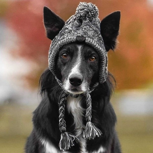 Detail of a grey knitted pet hat with a large pompom and braided straps on a dog