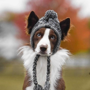 Detail of warm grey knit pet hat with pompom and ear protection on a Border Collie