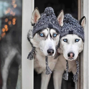 Macro detail of knit pet hat with pompom and ear holes on two husky dogs