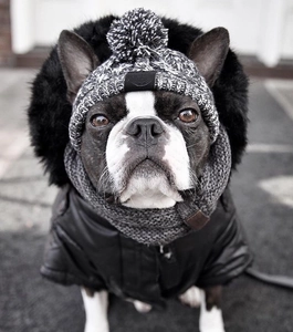 Close-up of pet winter set with grey knit pom-pom hat, scarf and glossy down jacket