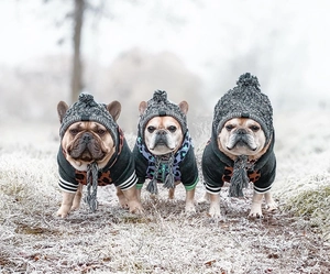 Three French Bulldogs wearing dark grey warm pet hoodies and knit pom-pom hats outdoors