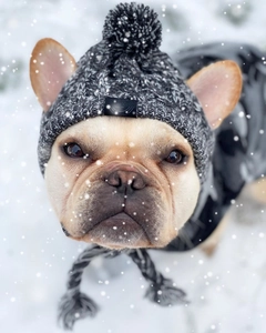 Close-up of gray knit pet hat with pompom on a French Bulldog in a snowy setting
