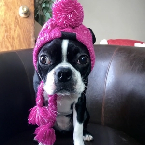 Cozy knit pet hat for dogs and cats with large pom poms in vibrant magenta pink finish