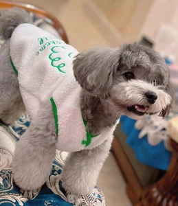 Close-up of white fleece pet vest with green embroidery on a small teddy dog