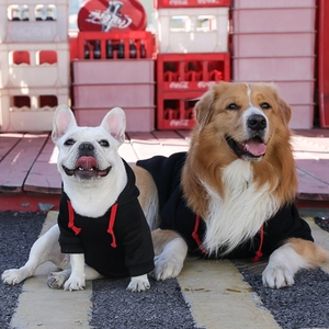 Black pet dog hoodies with red drawstrings on French Bulldogs in street scene