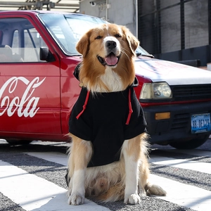 Classic black dog hoodie with red drawstring on a large dog sitting by a vintage car