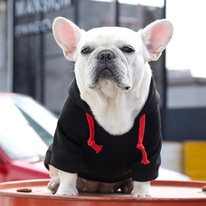 Detail of black pet hoodie with red drawstring on a French Bulldog sitting outdoors