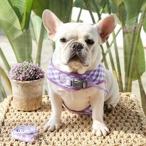 Dettaglio della pettorina e del guinzaglio a quadretti viola su un bulldog