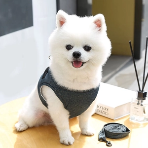 Dettaglio di un cane Pomerania bianco con pettorina e guinzaglio in denim blu navy su legno