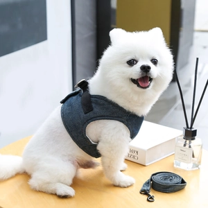 Dettaglio dell'imbracatura in denim per animali su un volpino di Pomerania bianco