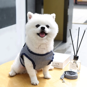 Primo piano di Volpino di Pomerania bianco con pettorina a righe blu e bianche e guinzaglio