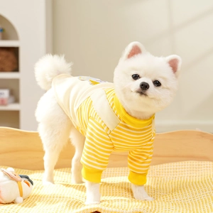 Close-up of yellow and white striped knitted dog sweater on a small Pomeranian