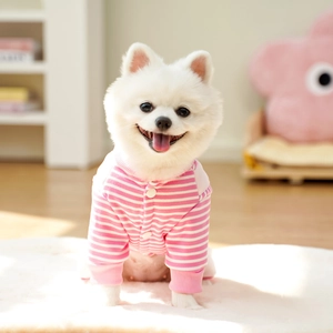 Detail of pink and white striped dog hoodie with button closure on a Pomeranian