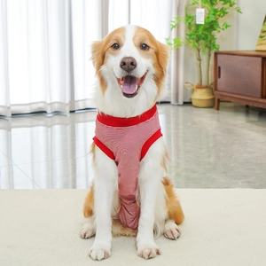 Detail of red and white striped dog surgery recovery suit on a Border Collie