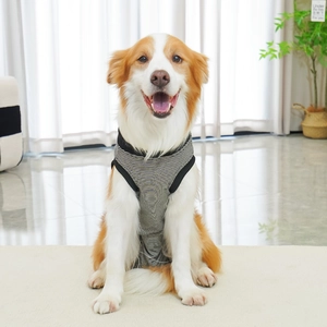 Detail of black and white striped dog recovery suit on a Border Collie in a home setting