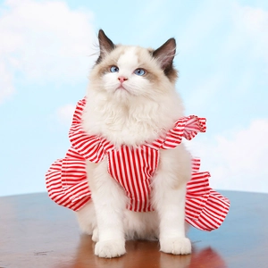 Detail of red striped pet dress with ruffled shoulders on a cat with blue sky background
