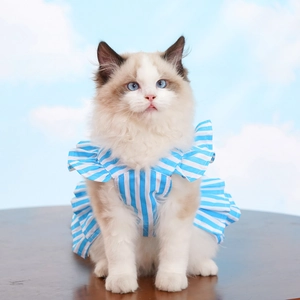 Close-up of blue and white striped pet dress with ruffled collar on a Ragdoll cat