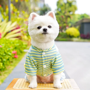 Détail d'une chemise à rayures bleues et jaunes pour chien avec boutons blancs
