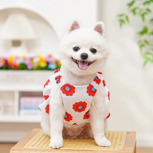 Primo piano di un vestito bianco per cani con stampa floreale rossa su un volpino