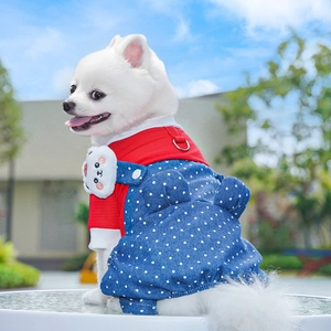 Close-up of a white Pomeranian in a red-white shirt and polka dot denim pet overalls