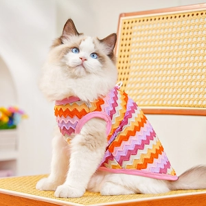 Close-up of rainbow zigzag knit pet vest with pink trim on a ragdoll cat