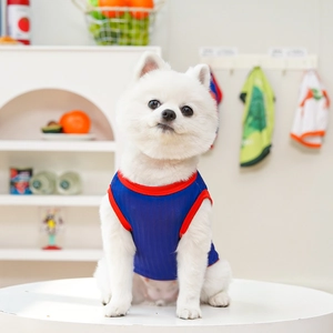 Close-up of a small white dog wearing a navy blue pet vest with red ribbed trim details
