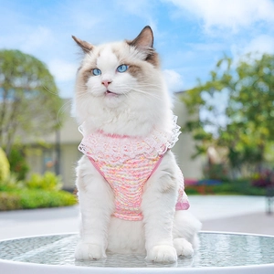 Close-up of pink crochet pet vest with white lace collar on a ragdoll cat outdoors