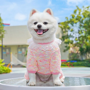 Detail of a pink knit pet sweater with lace collar and ribbed trim on a Pomeranian