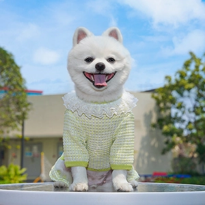 Detail of green waffle knit pet dress with white lace collar on white Pomeranian dog