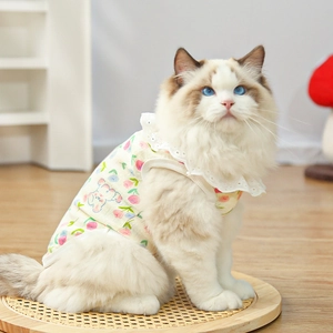 Detail of floral pet vest with lace collar on a Ragdoll cat in a cozy home setting