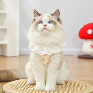 Detail of pet summer cherry print vest with delicate white lace collar on a cat