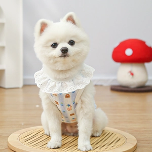 Close-up of blue cotton pet vest with lace collar and cute bear print on Pomeranian dog