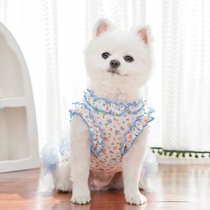 Detail of pet summer dress with floral patterns and blue ruffle edges on a white dog